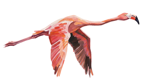 Bird illustration