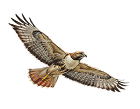 Hawk illustration